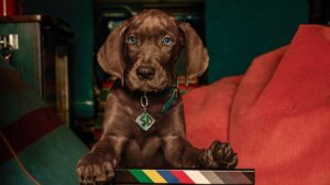 ‘Scooby-Doo: Origins’ Wraps Production, Netflix Confirms 2027 Release